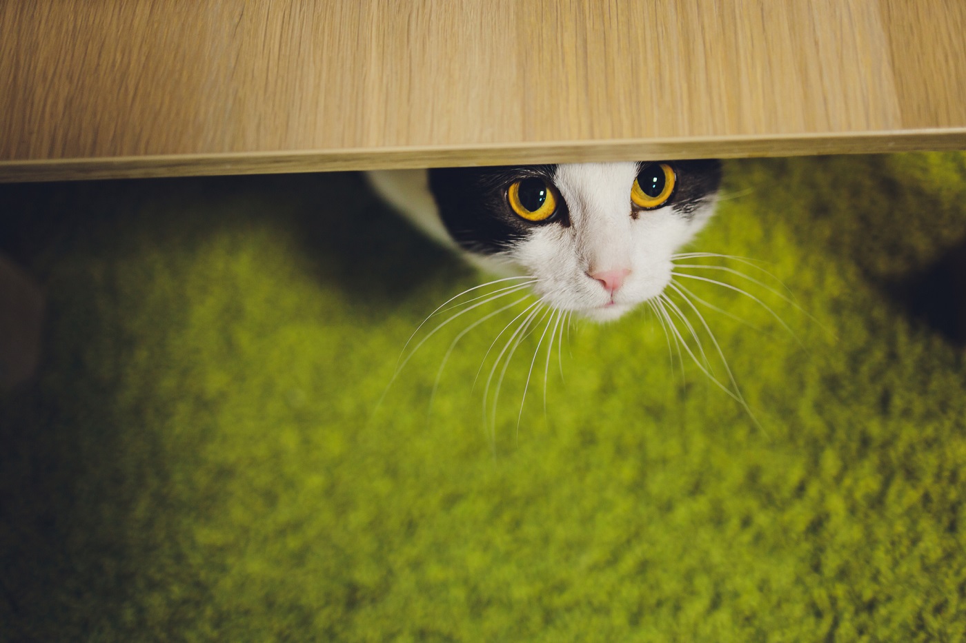 ペット不可物件で入居者が隠れてペットを飼っていた こんな時 どんな対処が正解なの 株式会社アイ ディー シー
